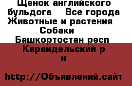 Щенок английского бульдога  - Все города Животные и растения » Собаки   . Башкортостан респ.,Караидельский р-н